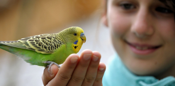 What Should I Name My Bird Quiz Attempts 8889 ProProfs Quiz